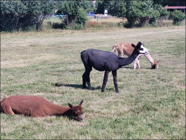 Mohrenhof22018.jpg