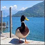 LagoMaggiore22091.jpg