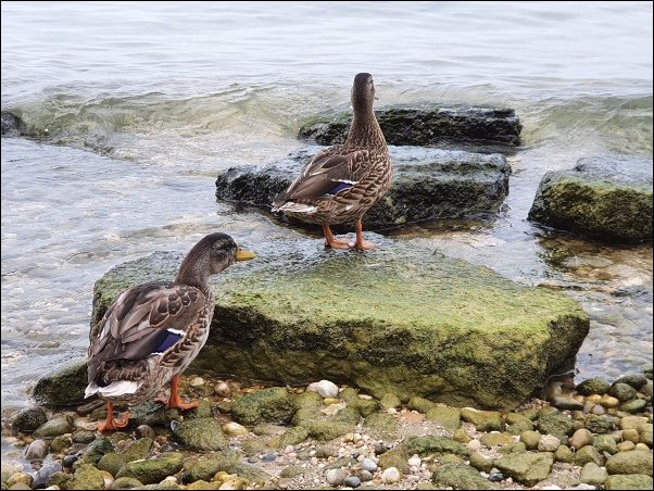 Lazise2021019.jpg