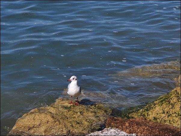 Lazise2021053.jpg