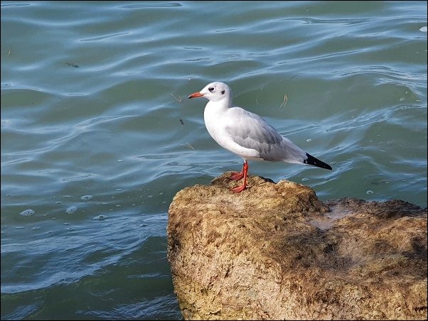 Lazise2021055.jpg