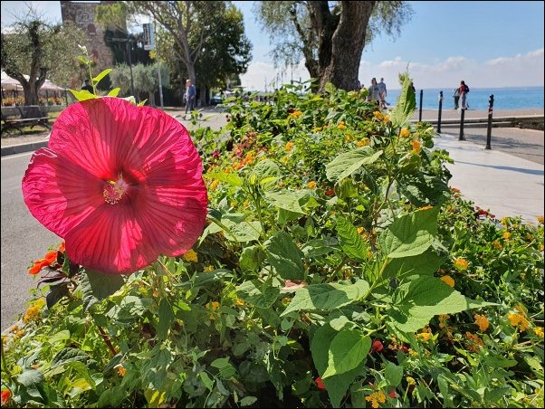 Lazise2021056.jpg