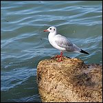 Lazise2021055.jpg